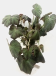 Begonia Boomer XL