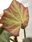Begonia Boomer