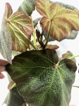 Begonia Boomer