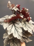 Begonia Looking Glass XL
