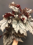 Begonia Looking Glass XL