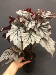 Begonia Looking Glass XL