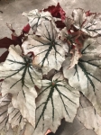 Begonia Looking Glass