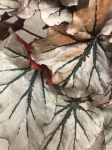 Begonia Looking Glass
