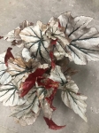 Begonia Looking Glass XL