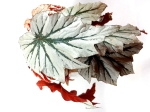 Begonia Looking Glass - roślina mateczna