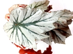 Begonia Looking Glass