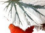 Begonia Looking Glass
