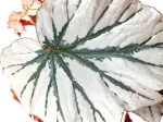 Begonia Looking Glass
