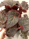 Begonia Midnight Magic