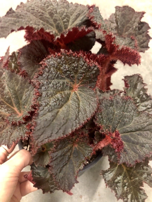 Begonia Midnight Magic