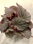 Begonia Midnight Magic