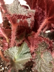 Begonia Midnight Magic