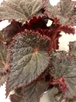 Begonia Midnight Magic