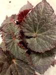Begonia Midnight Magic