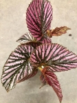 Begonia brevirimosa