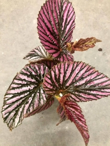 Begonia brevirimosa
