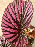 Begonia brevirimosa