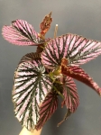 Begonia brevirimosa