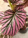 Begonia brevirimosa