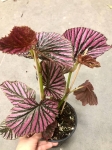Begonia brevirimosa