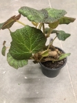 Begonia Turtle (Boomer) - M