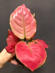 Aglaonema Pink Anyamanee