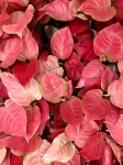 Aglaonema Pink Anyamanee