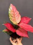 Aglaonema Pink Anyamanee M