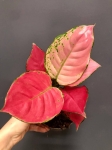 Aglaonema Pink Anyamanee M
