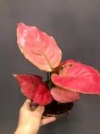 Aglaonema Pink Anyamanee M
