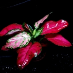 Aglaonema Red Thai