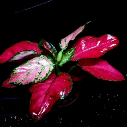 Aglaonema Red Thai/ Red Elephant