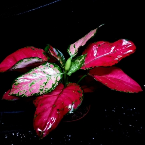 Aglaonema Red Thai/ Red Elephant