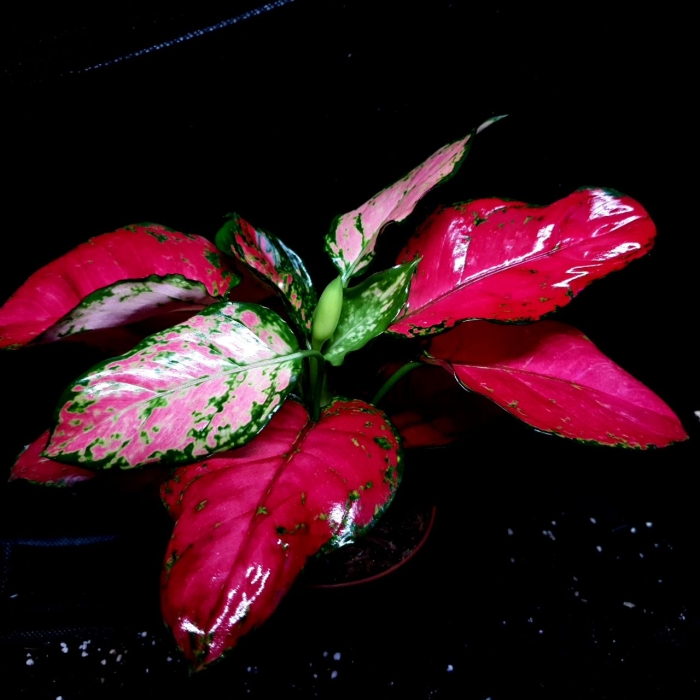 Aglaonema Red Thai