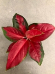 Aglaonema Red Thai M