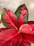 Aglaonema Red Thai