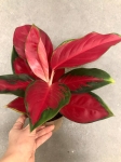 Aglaonema Red Thai