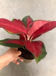 Aglaonema Red Thai M