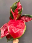Aglaonema Red Thai