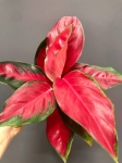 Aglaonema Red Thai M