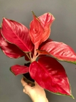 Aglaonema Red Thai M