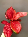 Aglaonema Red Thai M