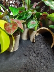 Worm castings, worm humus BIO BIZZ