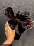 Calathea roseopicta Dottie - M