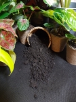 Worm castings, worm humus BIO BIZZ