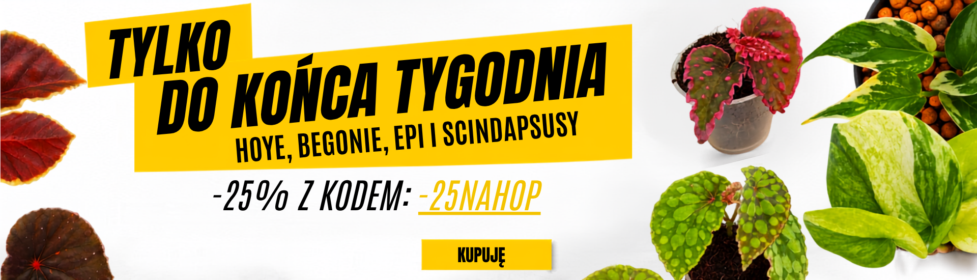 promo tygodnia - 25