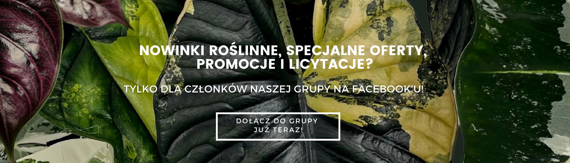 dołącz do grupy