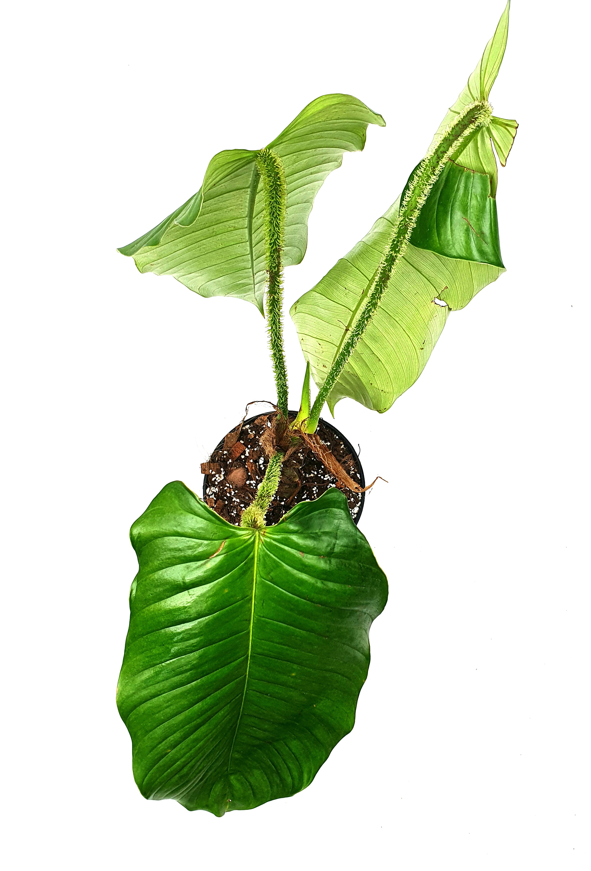 rattlesnake plant Calathea Rattlesnake Houseplant with Planter - Medium (4