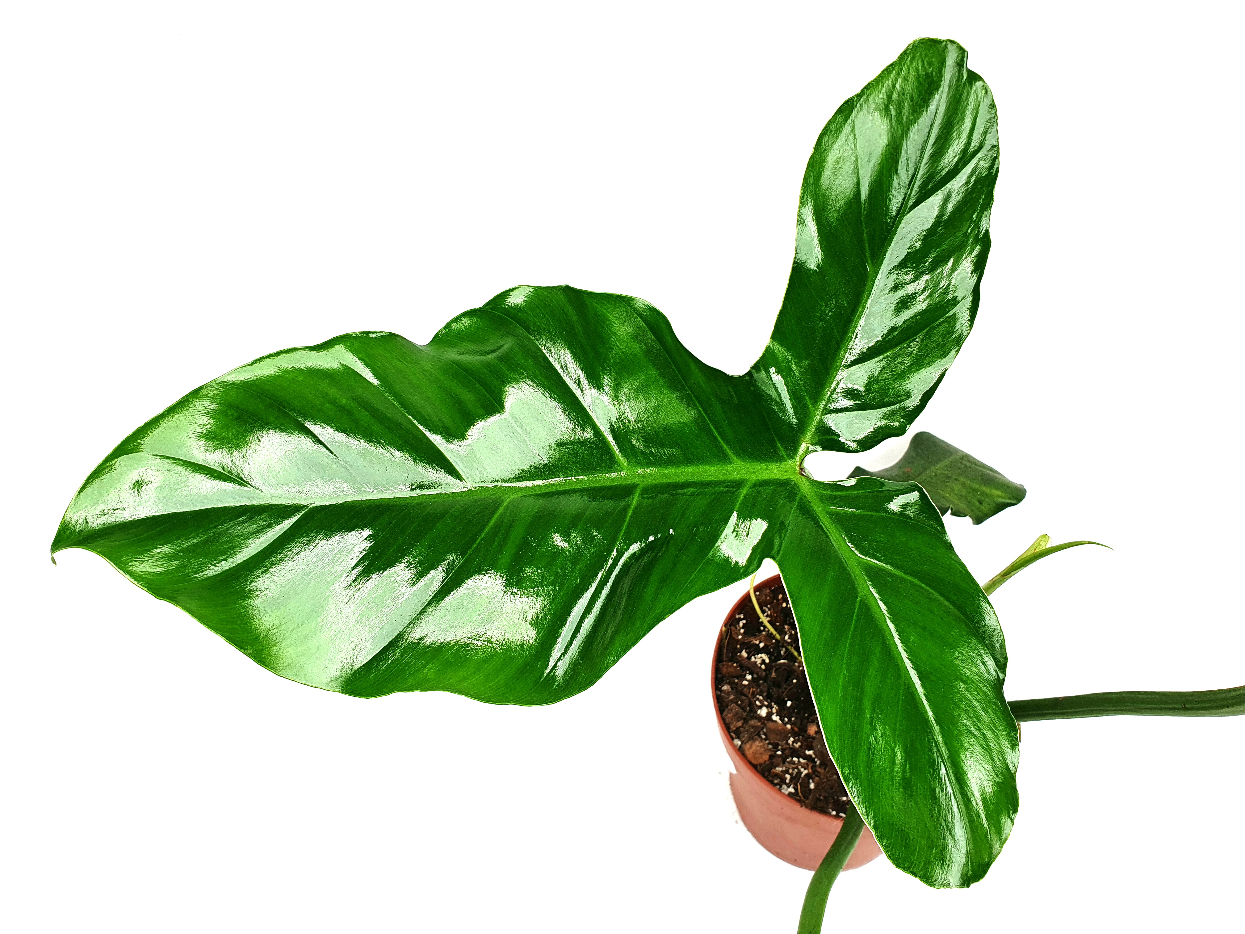 philodendron golden saw vs golden crocodile 4” Philodendron Golden Crocodile – Angie's Planties main image 0